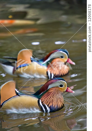 mandarin ducks 12008178