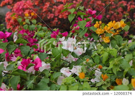 Boukenvillea 12008374