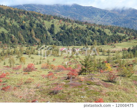 Autumn leaves of Shirane Autumn leaves of Shirane 12008475