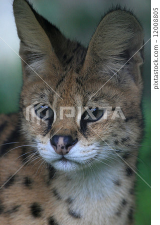 蛇的精彩外觀 12008805