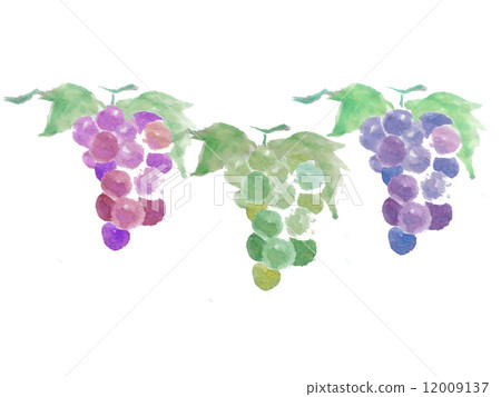 Grape Grapes Fruit Plants Autumn Taste Muscat Frame Watercolor Purple Grape Fruit Luxury Fresh Dessert Grapes for Wine Delaware Giant Giant Seeds None Origin Period Pesticide Organic Nature Grape Grapes Fruit Plants Autumn Taste Muscat Frame Watercolor Purple Grape Fruit Luxury Fresh Dessert Grapes for Wine Delaware Giant Giant Seeds None Origin Period Pesticide Organic Nature 12009137