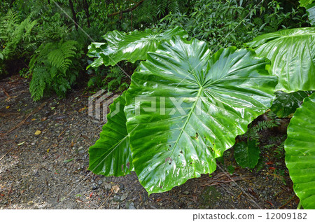 Kwaizimo of Kim 12009182