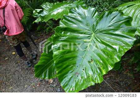 Kwaizimo of Kim 12009183