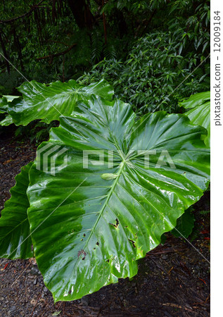 Kwaizimo of Kim 12009184