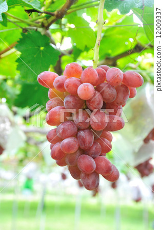 Vineyard 12009337