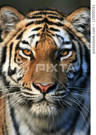 在老虎面前 12009591