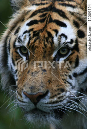 A terrifying Amur tiger 12009594