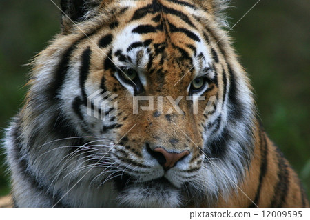 Tiger's dignified figure Tiger's dignified figure 12009595