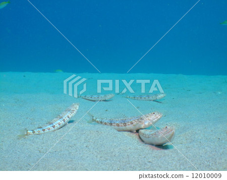 Eso Okinawa National Park Kerama Islands Eso Okinawa National Park Kerama Islands 12010009