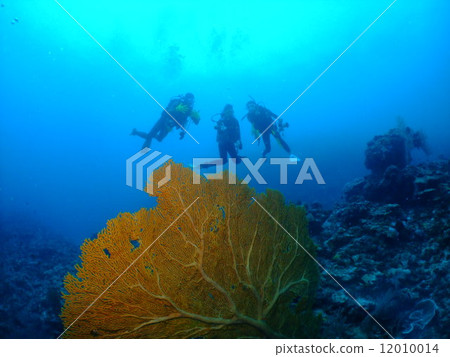 Umiuchiwa潛水員沖繩國家公園Kerama群島 12010014