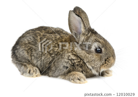 little rabbit little rabbit 12010029