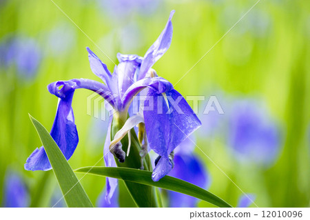 Iris 12010096