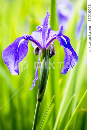Iris Iris 12010098