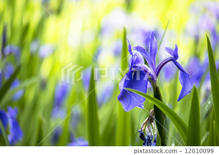 Iris 12010099