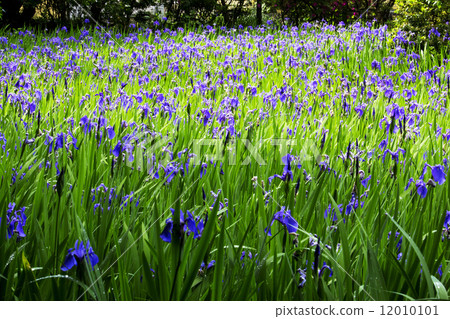 Iris 12010101