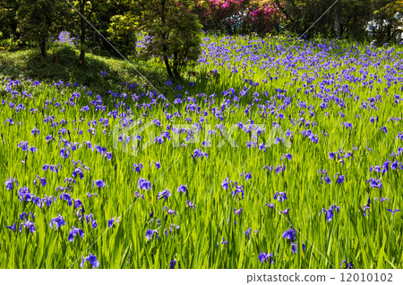 Iris 12010102