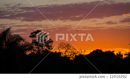 Sunset in pantanal 12010202