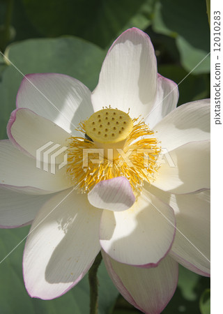Flower of Oga lotus at No.1 in Yenlin Temple 12010283