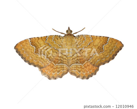 Moth butterfly Moth butterfly 12010946