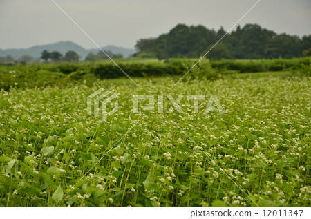 Buckwheat field 12011347