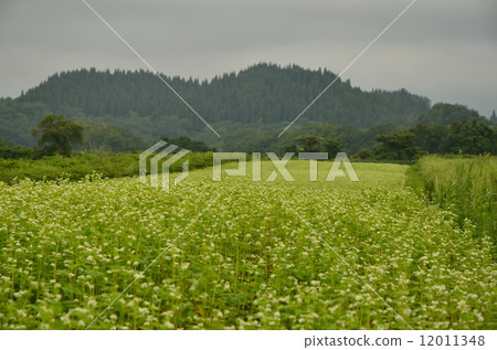 Buckwheat field Buckwheat field 12011348