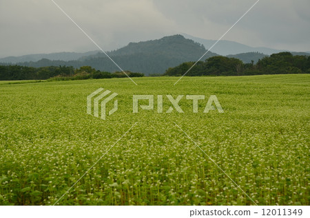 Buckwheat field Buckwheat field 12011349