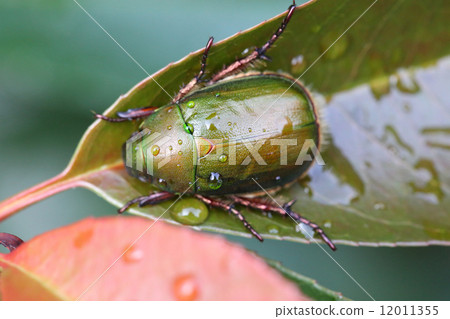 金龜子科甲蟲 漂亮 美麗 12011355