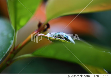 梅雨 雨季 金龜子科甲蟲 12011356