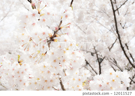 櫻桃樹 櫻桃樹 12011527