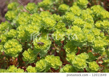 Euphorbiaceous 12011649