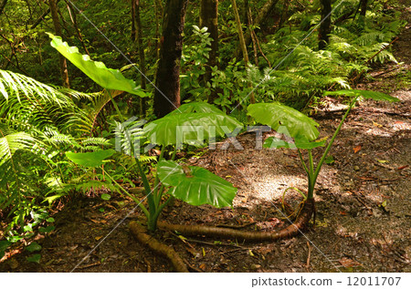 Kwaizimo of Kim 12011707