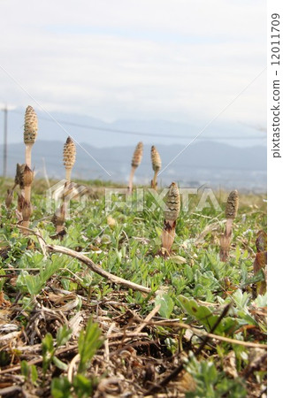 Hill of the hill 12011709