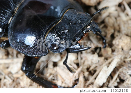 Owagogata女2 12012158