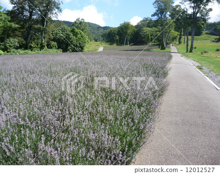 Lavender field 12012527