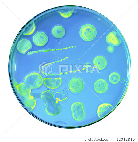 Growth of pathogenic bacteria populations populations from comme 12012819