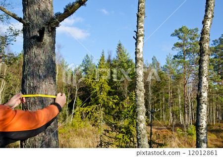 Measuring a tree trunk 12012861