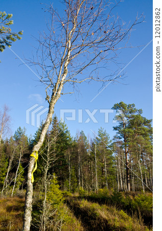 Marked tracks Marked tracks 12012862