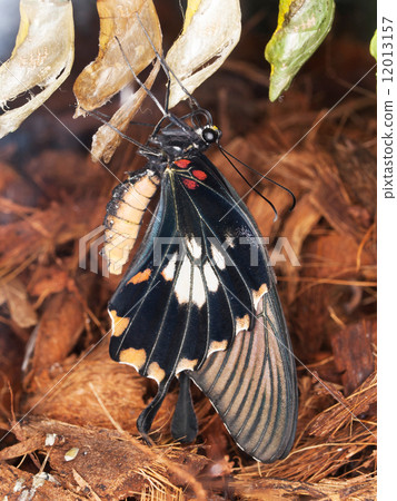 Swallowrail butterfly hatching from pupa - Papilio anchisiades 12013157