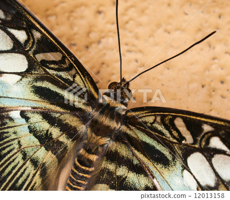 King Swallowtail 12013158