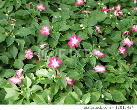 急躁花 急躁花 12013484