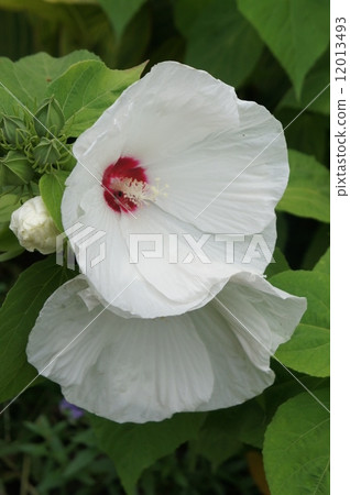 American Flower Flower 12013493