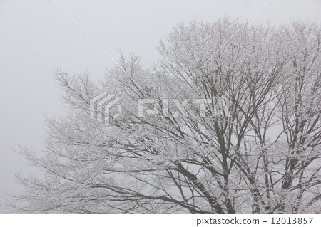 Snow scene 12013857
