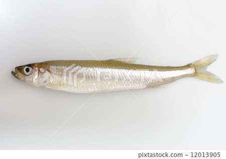 Wakasagi (public fish) 12013905