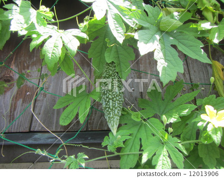 Yoyakushima goya Yoyakushima goya 12013906