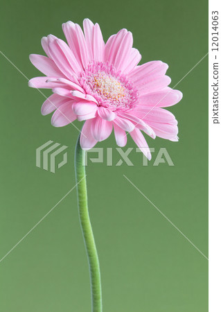 Pink gerbera 12014063