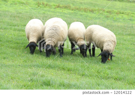 新年卡材料北海道的羊 12014122