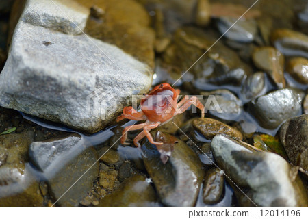 清澈小溪的薩瓦蟹 12014196