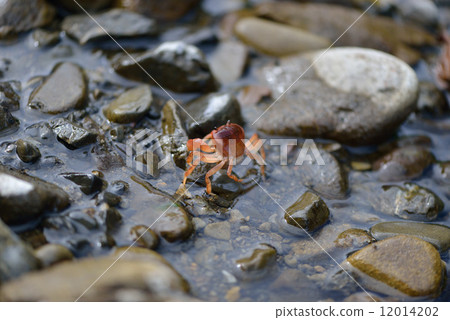 Sawa crab of the clear stream Sawa crab of the clear stream 12014202