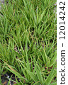 Green Aloe garden 12014242