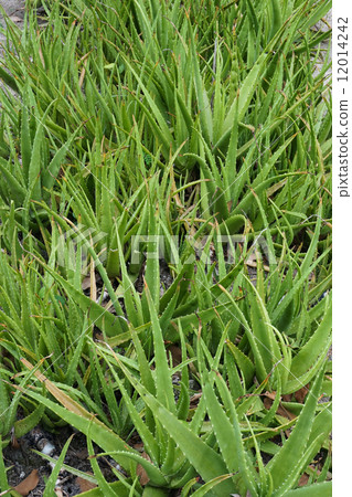 Green Aloe garden Green Aloe garden 12014242